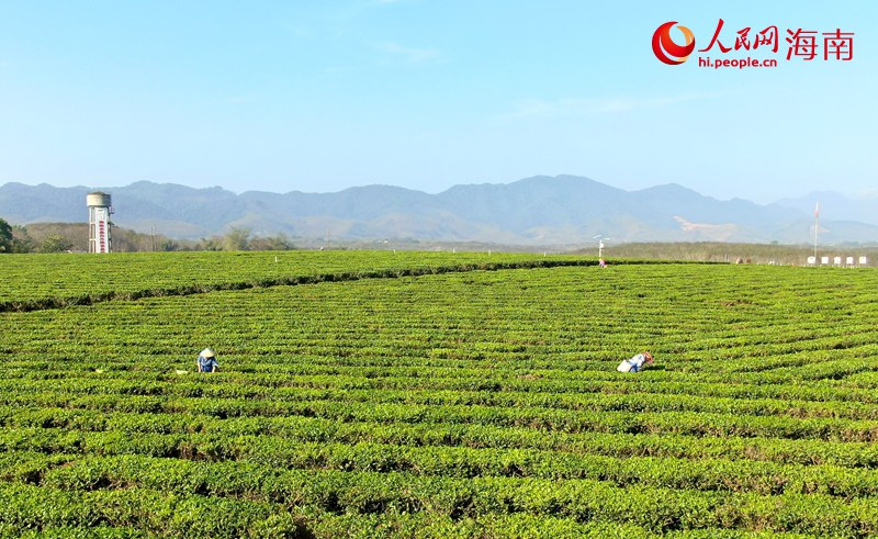 白沙绿茶进入采收的繁忙季节。人民网 符武平摄