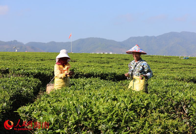 茶農在茶園裡採茶。人民網 符武平攝