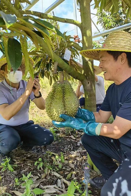 榴莲试种，成功挂果。三亚农业农村局供图