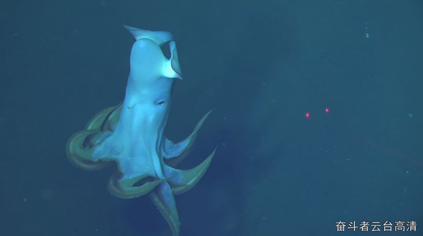 2月8日，奋斗者号在蒂阿曼蒂那海沟5500米深度拍摄到的飞象章鱼。中科院深海所供图