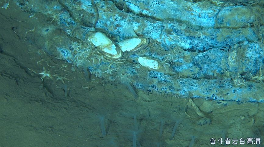 2月9日，5600米深度，蒂阿曼蒂那海沟，奋斗者拍摄到鲸落，并发现大量寄居生物。中科院深海所供图