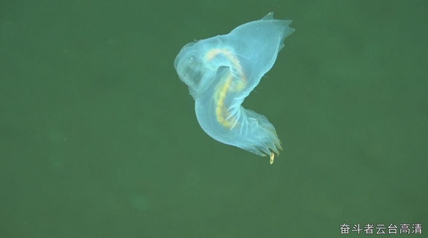 2月9日，5600米深度，拍摄到的海参。中科院深海所供图