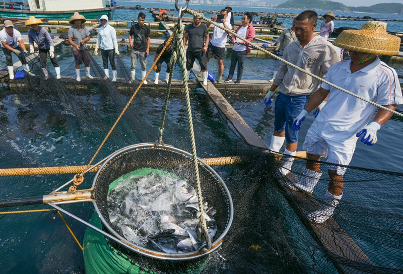 章雄魚苗出口。海口秀英邊檢站供圖