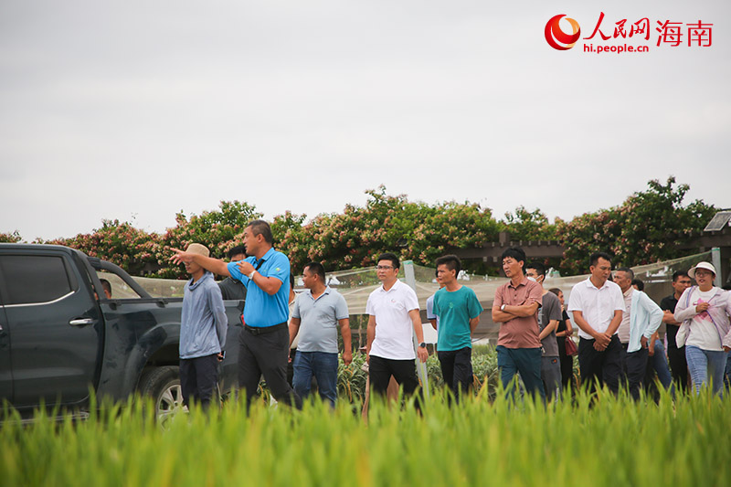 工作人员正在介绍田间展示的水稻品种。人民网 牛良玉摄