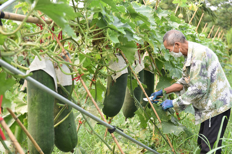 4月13日，工人在修剪冬瓜枯黃的葉子。林小丹攝