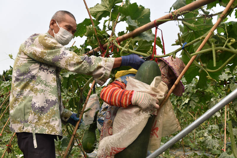 4月13日，工人們合力採收冬瓜。林小丹攝