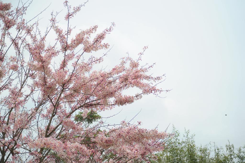 藍洋櫻花樂園的粉色櫻花爭相綻放。冼賀攝