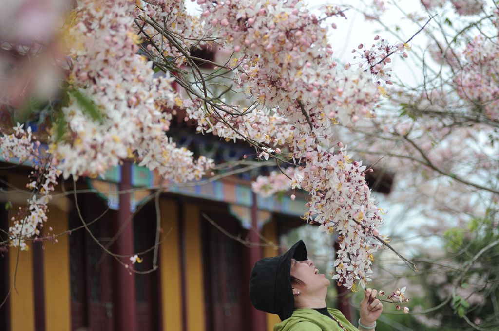 藍洋櫻花樂園的粉色櫻花爭相綻放。冼賀攝