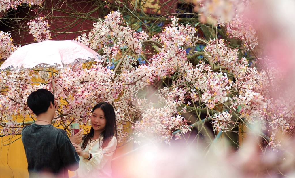 熱帶櫻花如期綻放，吸引游客前來拍照打卡。冼賀攝