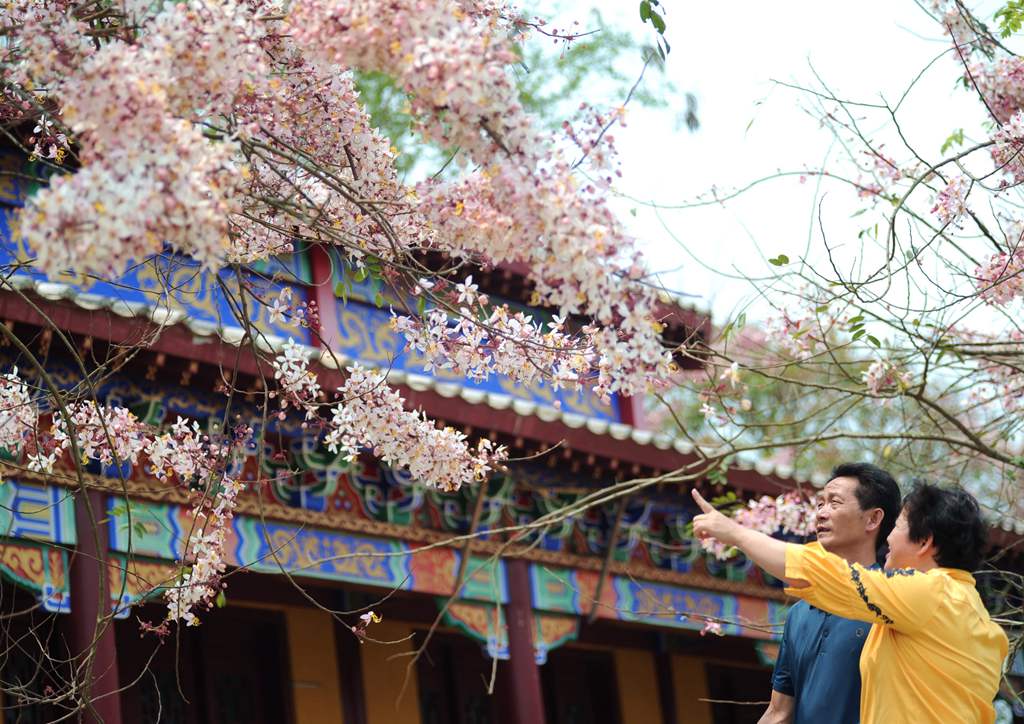 热带樱花如期绽放，吸引游客前来拍照打卡。冼贺摄
