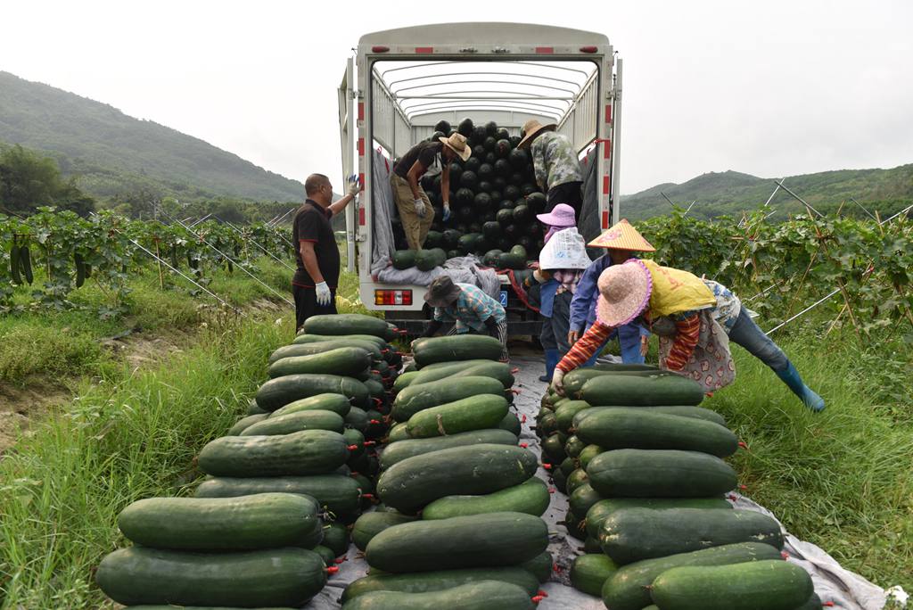 工人將採收的冬瓜搬運上車。林小丹攝