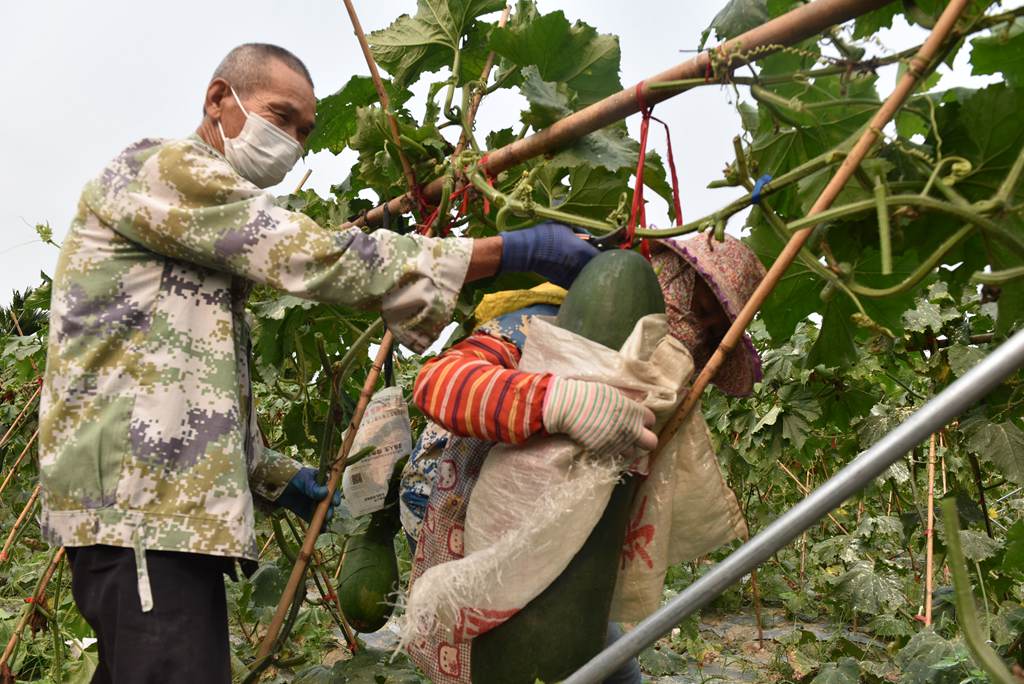 工人們合力採收冬瓜。林小丹攝