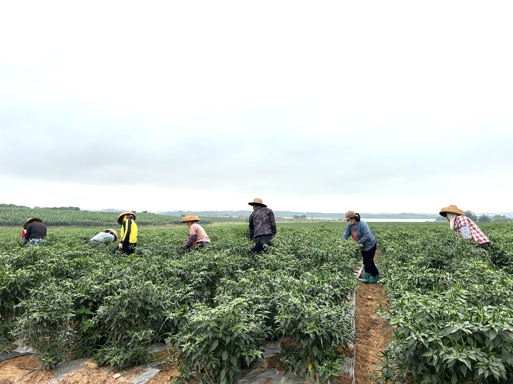 村民採摘朝天椒。丁子芹攝