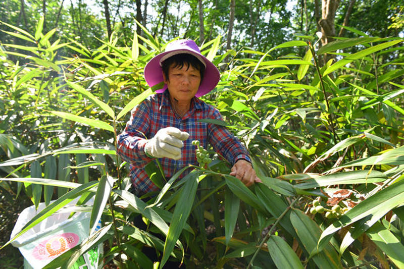 村民正忙著採收膠林裡套種的益智果。林小丹攝