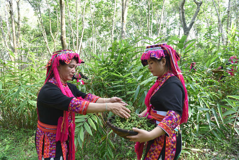 村民的竹籃竹筐盛滿了採收好的益智果。林小丹攝