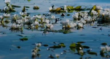 水质持续向好 洱海海菜花如约而至