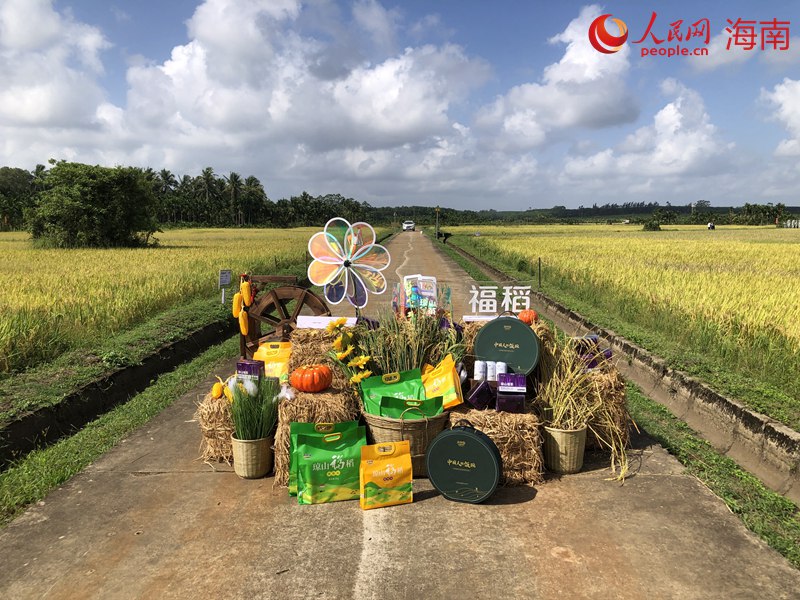琼山福稻已成为海口市琼山区特色农产品名片之一。人民网记者 宋彤桐摄