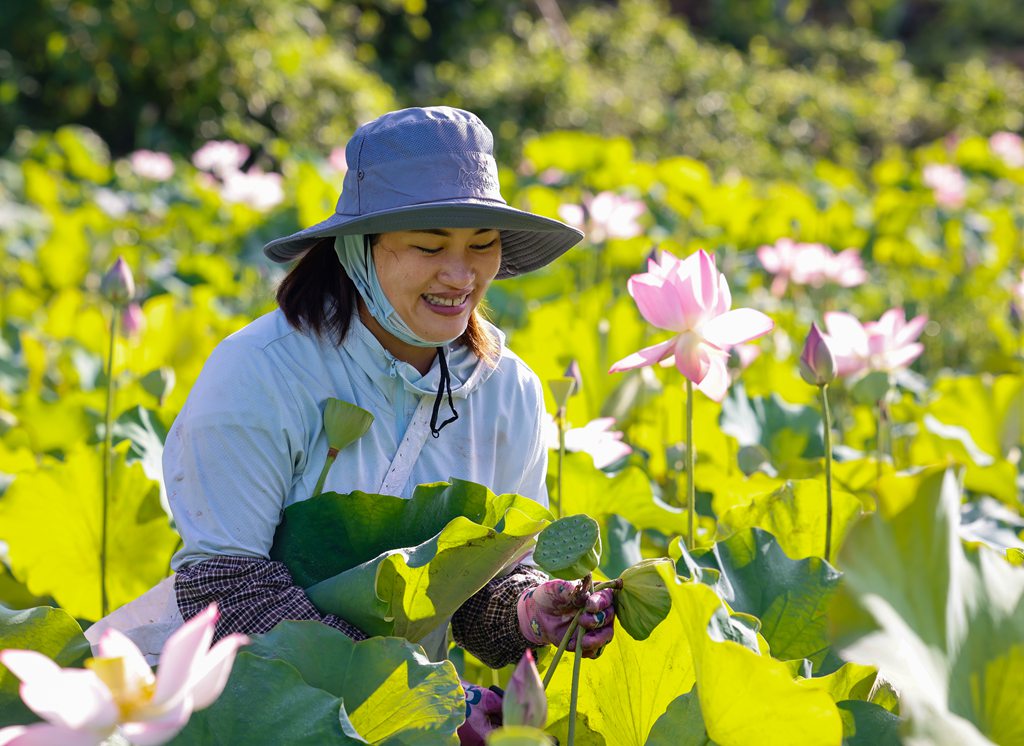 村民在田里忙着采摘莲蓬。张江英摄