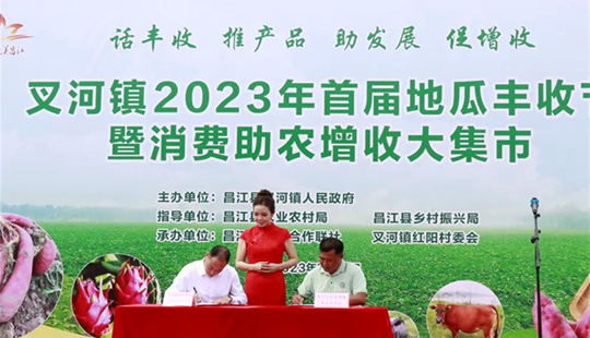 昌江叉河镇首届地瓜丰收节现场意向签约37万斤