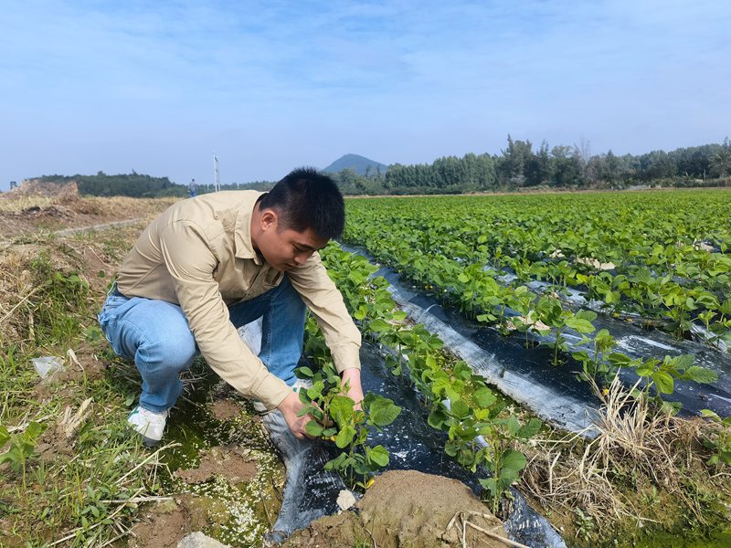 许绩英研究生物降解地膜。受访人供图