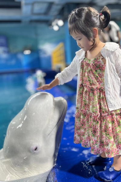 圖：小游客在三亞亞特蘭蒂斯水族館與大白鯨近距離接觸。
