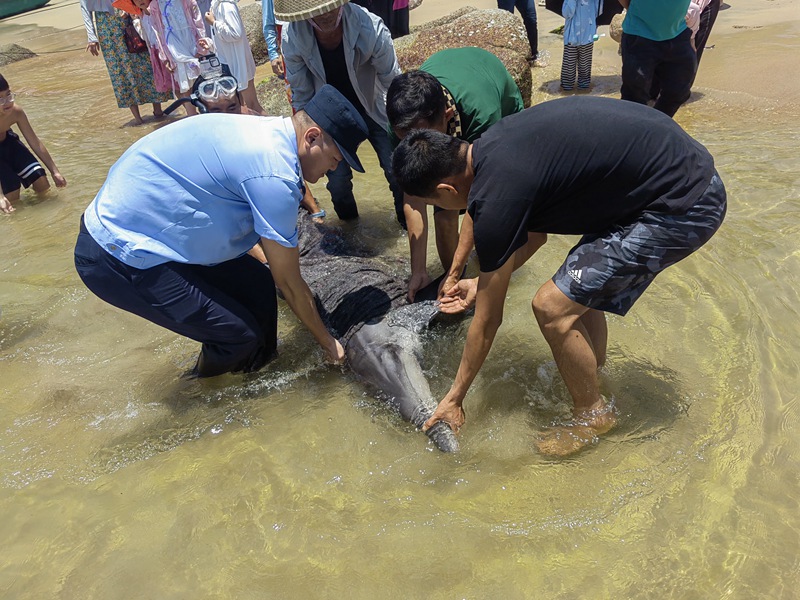 海豚第二次擱淺，民警和熱心群眾救助。警方提供