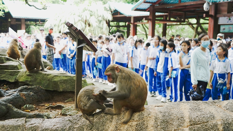 參加研學游的孩子觀察猴子生活習性。南灣猴島生態旅游區供圖