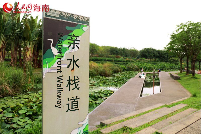 鳳翔濕地公園的親水棧道。 人民網記者 孟凡盛攝