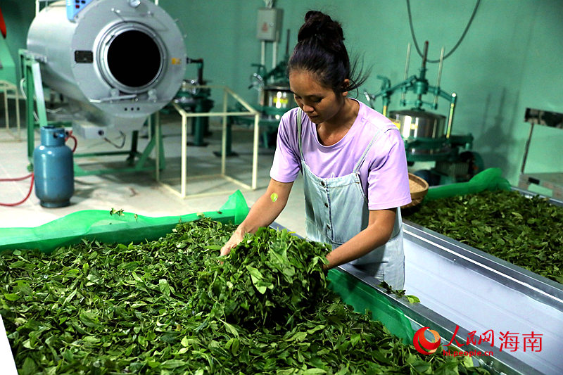 村民正在五指山水满乡绿动有机农业专业合作社新厂房中加工茶叶。 人民网记者 孟凡盛摄