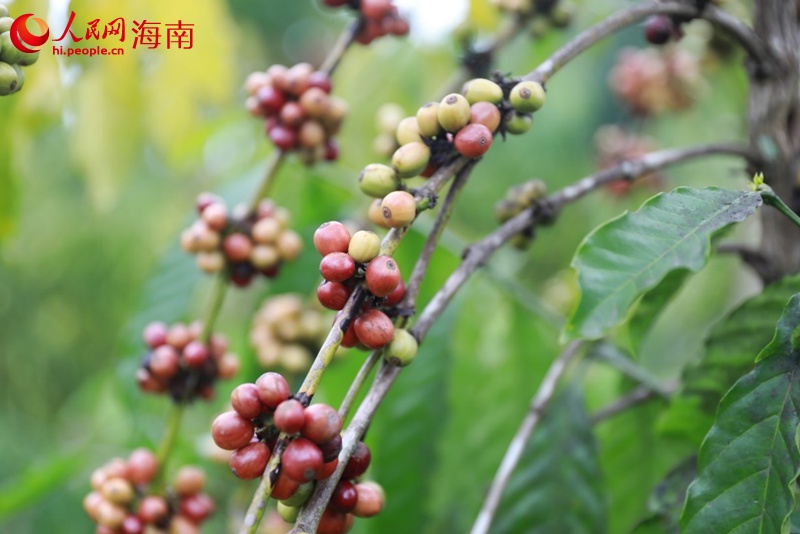 成熟的咖啡豆壓彎了枝頭。人民網記者 孟凡盛攝