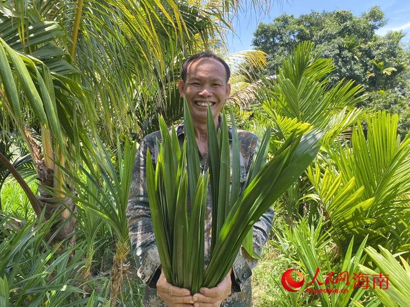 1-橋北村村民王有平興奮地展示自家種植的斑蘭葉。人民網記者 樊歡迪攝