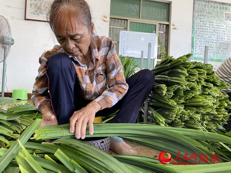 收購站內，員工們將農戶採摘的斑蘭葉進行清洗、整理、打包。人民網記者 樊歡迪攝