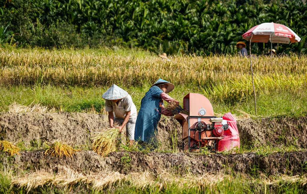 村民忙着收割水稻。付金城摄
