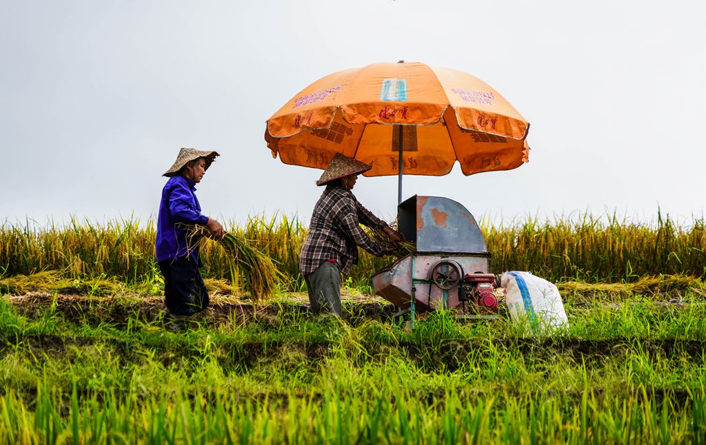 村民忙着收割水稻。付金城摄