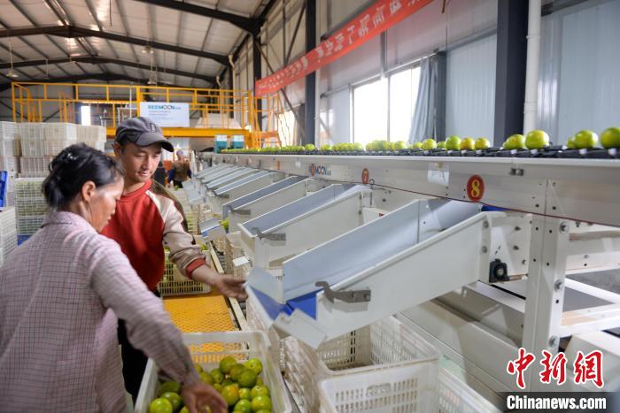 圖為工人在自動化無損測糖分揀系統旁收澄邁福橙。凌楠攝