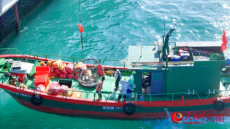工作人员将刚捕捞出水的军曹鱼装入渔船。人民网记者 牛良玉摄