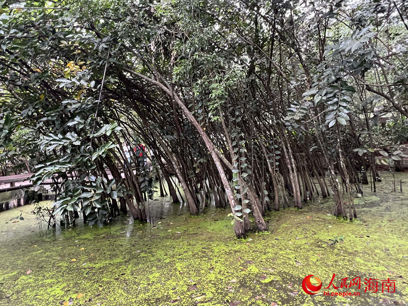 七仙岭下的这个热带水果博览园 藏着海南乡村增收的密码