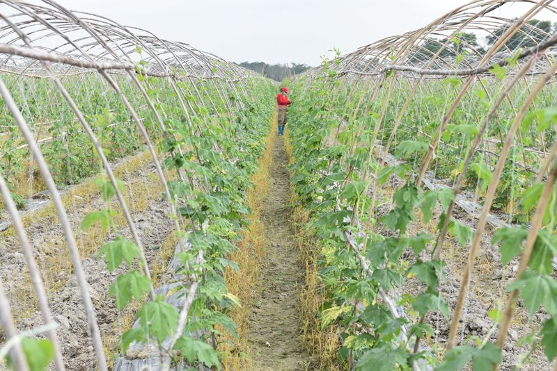 屯昌县枫木镇枫木苦瓜种植示范基地。林小丹摄