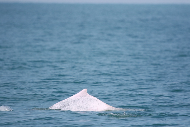 在海南岛西南海域拍摄的中华白海豚。中国科学院深海科学与工程研究所海洋哺乳动物研究团队供图