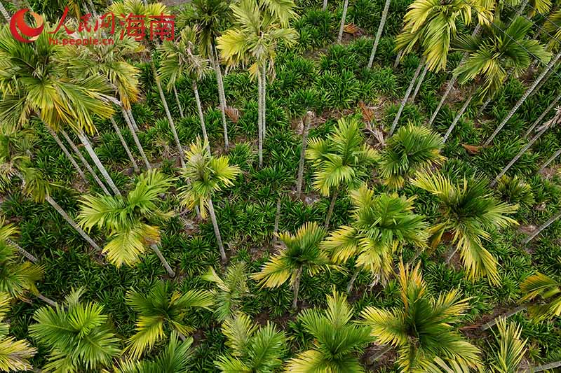 槟榔树下种植着斑兰。 人民网记者 牛良玉摄