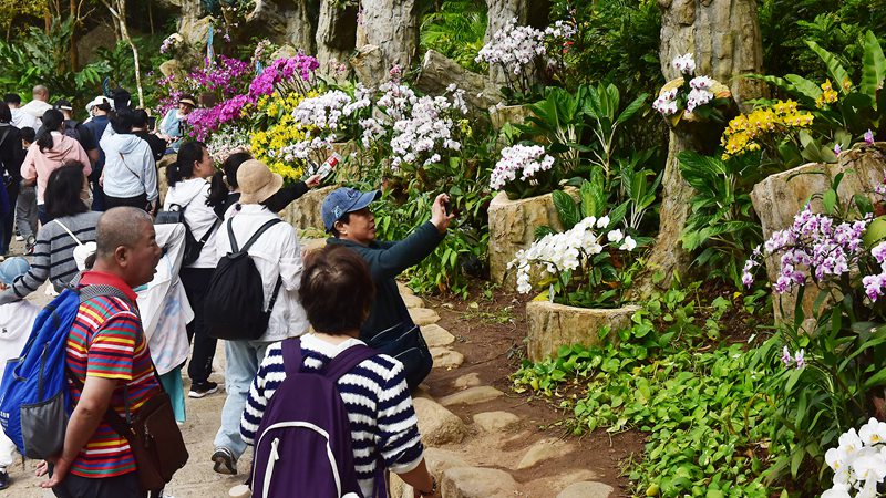 1月26日，寒假伊始，眾多游客漫步在亞龍灣熱帶天堂森林旅游區賞花觀景，登高望遠，體驗熱帶雨林游的樂趣，樂享暖冬三亞的美麗風光。黃慶優攝