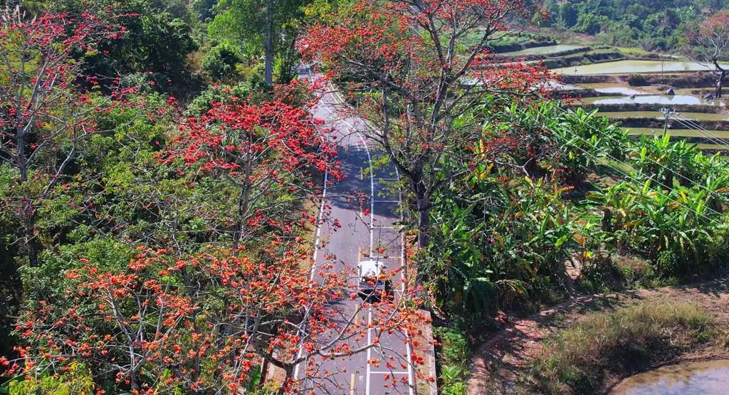 绽放的木棉花红遍山野。昌江黎族自治县融媒体中心供图