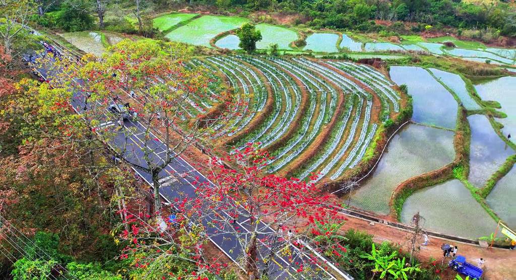 绿油油的梯田边木棉花开正红艳。昌江黎族自治县融媒体中心供图