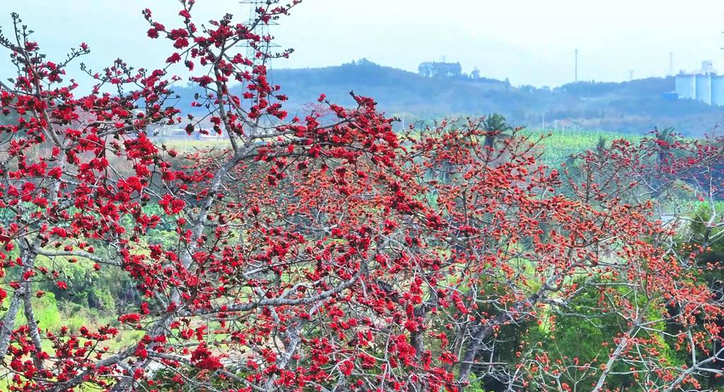 火紅的木棉花一簇一簇立在枝頭。昌江黎族自治縣融媒體中心供圖