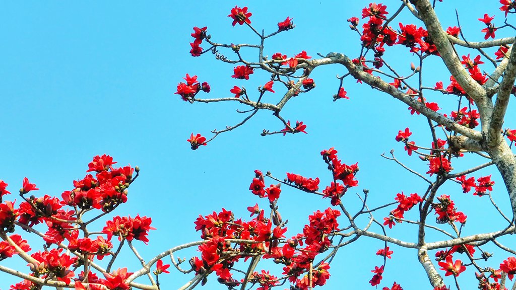 火紅的木棉花一簇一簇立在枝頭。昌江黎族自治縣融媒體中心供圖