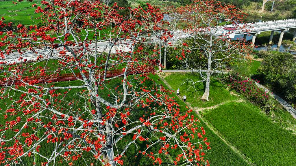 绽放的木棉花红遍山野。昌江黎族自治县融媒体中心供图