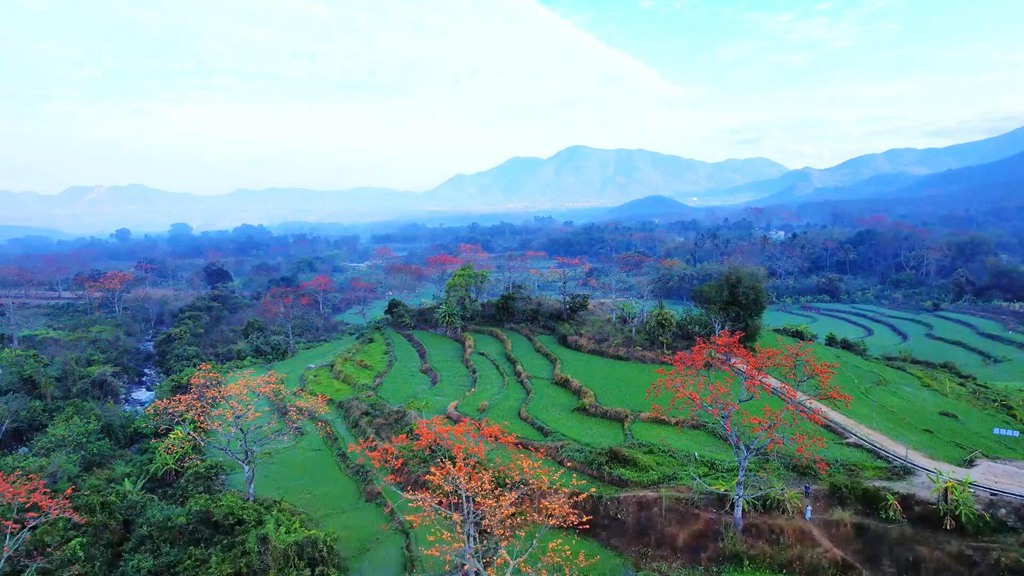 火红木棉点缀翠绿山林。昌江黎族自治县融媒体中心供图