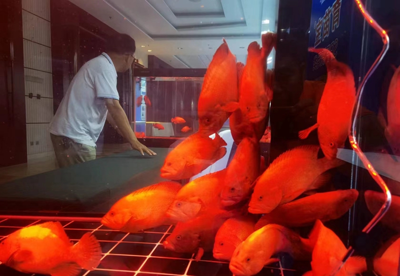 中國首次人工養殖成功的紅九棘鱸（紅瓜子斑）。賓海攝