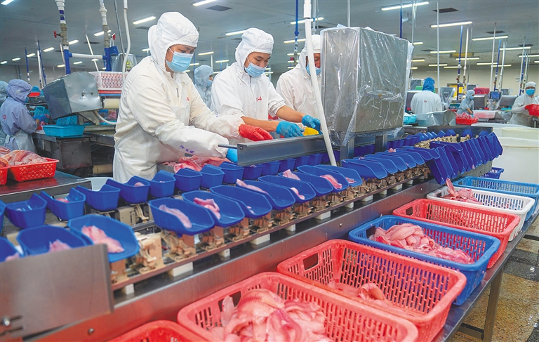 位于澄迈的海南翔泰渔业股份有限公司，工人对海南鲷进行加工包装。 阮琛 摄