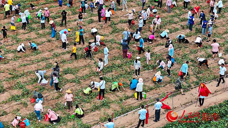 市民游客在田間採摘地瓜。人民網記者 牛良玉攝